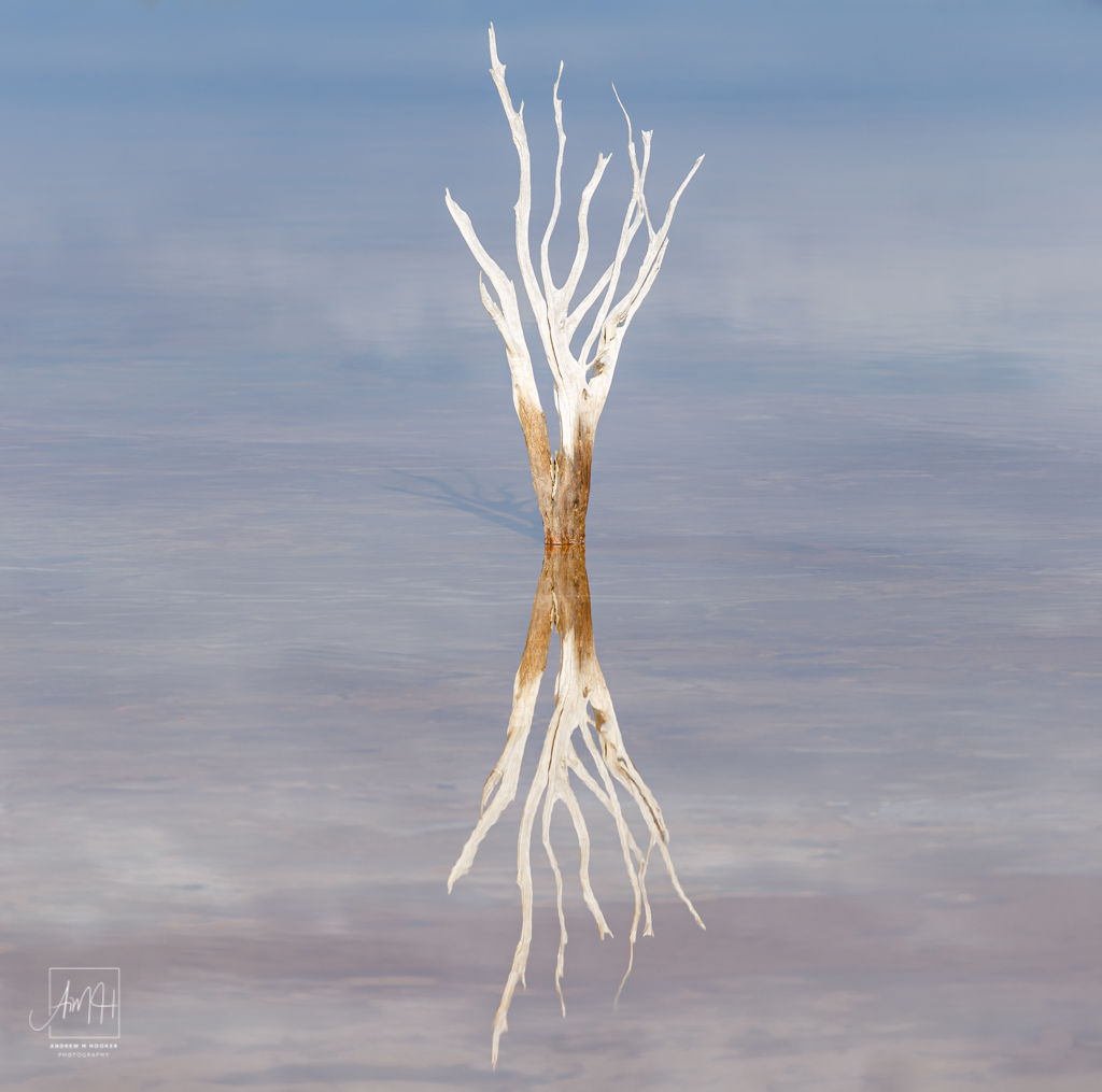 Norring Lake Tree 2